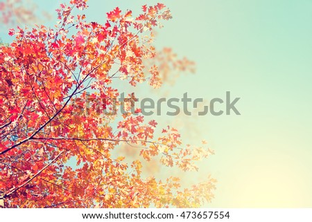 Autumn Trees Leaves. Beautiful autumn in the park.