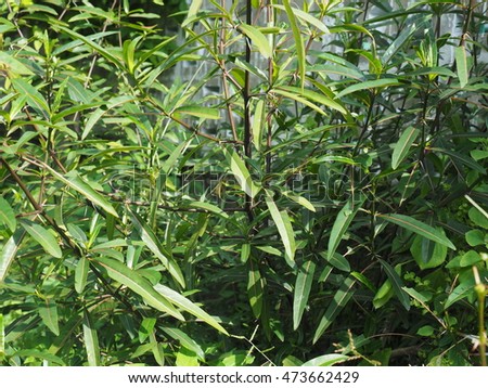 hophead philippine violet tree, herbal plant (barleria lupulina)