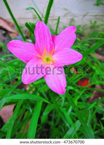 Pink Rain Lily at my front yard.