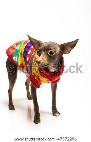 Picture of a funny curious toy terrier dog in dog clothes. white background