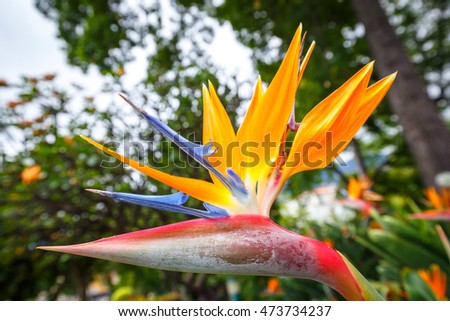 Bird of Paradise flower, Strelitzia