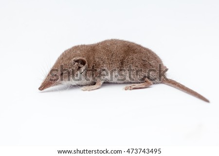 on a white background, there is a small shrew Royalty-Free Stock Photo #473743495