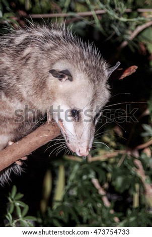 Virginia Opossum (Didelphis virginiana) Los Angeles, California, USA