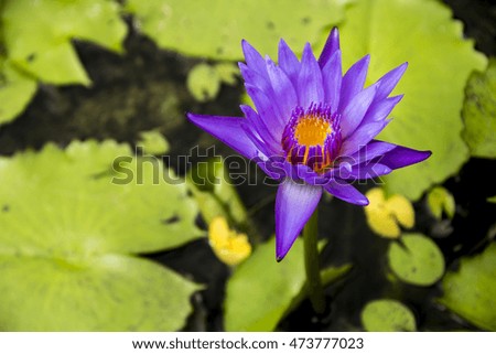 Flower Purple lotus under the sun.