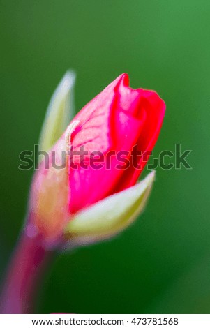 close up of a small rose bud over  agreed background using a shallow depth of field