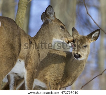 Beautiful picture with a pair of the cute wild deers