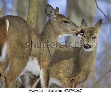 Funny picture with a pair of the cute wild deers