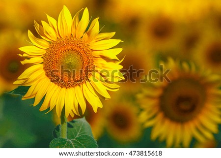 Lots of sun flowers on a sunny day