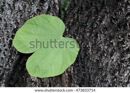 green leaf on wooden