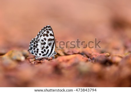 Beautiful Common Pierrot butterfly eat mineral in nature on the floor, butterfly species in Thailand (Castalius rosimon butterfly)