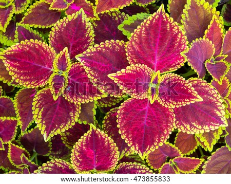 Beautiful christmas flowers, Poinsettias with green and brown leaves for background. top view
