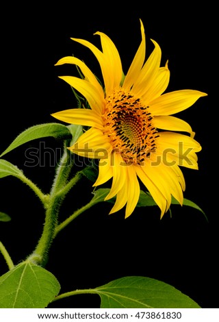 Sunflower on dark background. Sunflower close-up