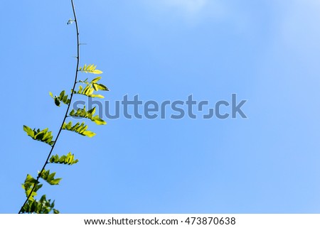 Simple Branch and Leaves against Blue Background.  Backlit leaves and hints of clouds in the field of blue add a dimension of inspiration to this image.