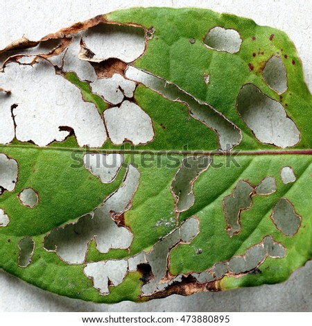 Leaf with Many Worm Holes