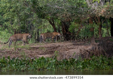 Jaguar in Brazilian Pantanal