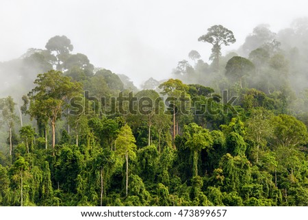 Treetops of Dense Tropical Rainforest With Morning Fog Located Near The Malaysia-Kalimantan Border Royalty-Free Stock Photo #473899657