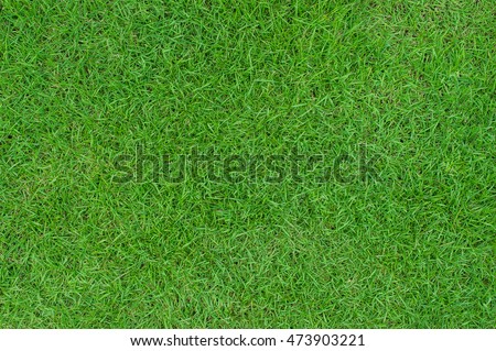 Green grass texture background.