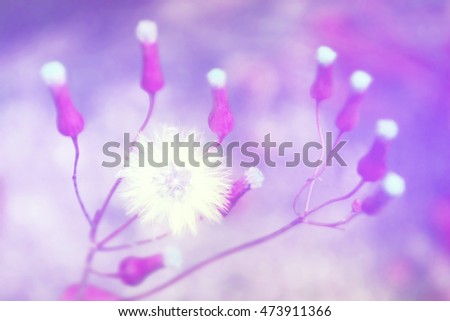 soft and blur out of focus   grass flower  with filter effect  abstract  nature   background