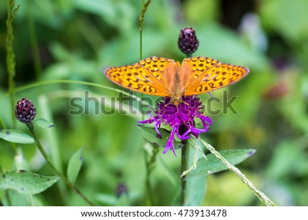 a butterfly "silver-washed fritillary" on a purple flower