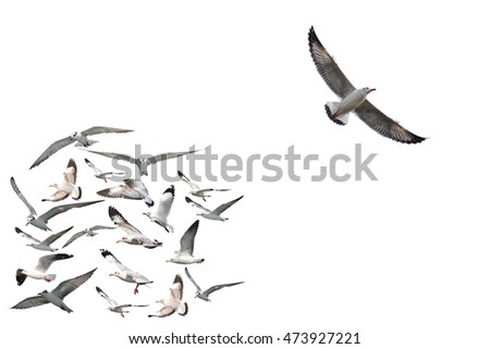 a group of flying seagull birds with one individual bird going in the opposite direction on white background.