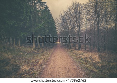 Nature road in a forest with pine at dawn
