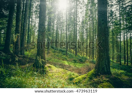 Forest clearing in a green forest in the spring Royalty-Free Stock Photo #473963119