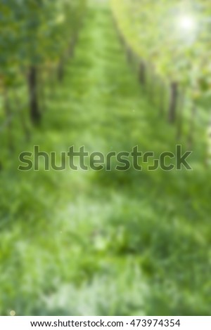 grass green backround grapes field