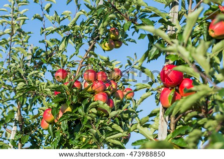 Young apple orchard, Ukraine, Transcarpathia
