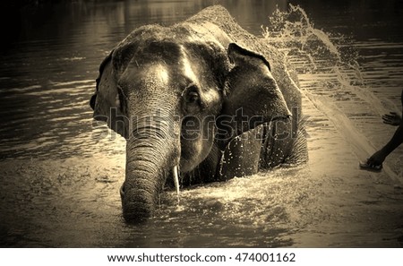 Elephant shower at river. Elephants, Surin Thailand.