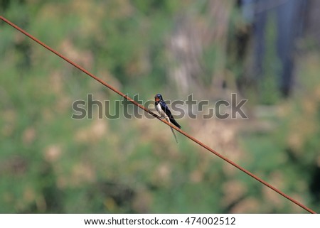 barn swallow Latin hirundo rustica with beautiful red face and blue feathers perched on a rusty wire in Po Delta national park Comacchio Italy by Ruth Swan