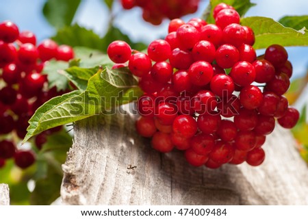 Bunch of guilder-rose(viburnum) berries on wood planks texture with sky as a background, horizontal picture