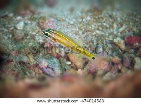 Glassfish underwater in chomphon, Thailand