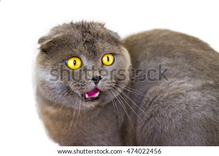 A scared cat with open mouth.Scottish fold. ( close up shot, selective focus )