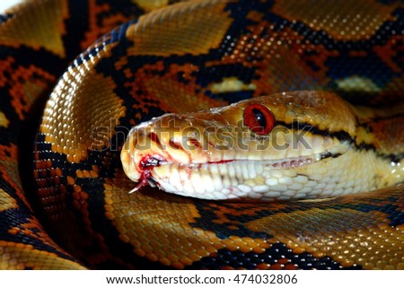 Python is wild snake isolated on white background. Python is sick. Low key picture.