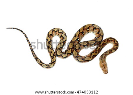 Python is wild snake isolated on white background.