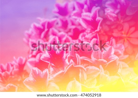 beautiful flowers soft color blurred background