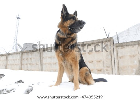 German shepherd dog is guarding an important object in winter
