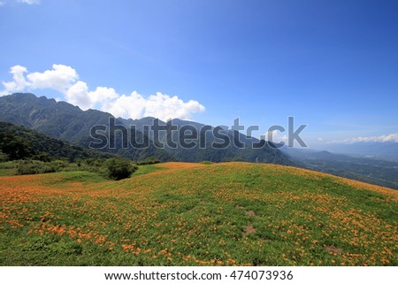 Orange daylily flower at sixty stone mountain, Fuli, Hualien, Taiwan.