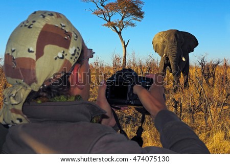Elephant attack photographer on Safari in Botswana. Dangerous wildlife scene in Africa. Big animal with passionate photographer.