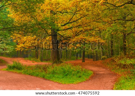 empty path in autumn forest at dawn