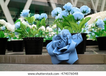 Blue and White rose