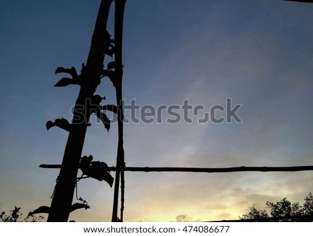 Outstanding Vine Valley silhouette