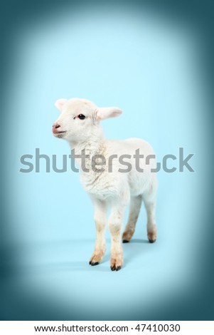 Baby lamb on a vignetted blue background.