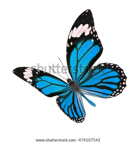 Fascinated flying pale blue butterfly, the Common Tiger butterfly in color transparency isolated on white background