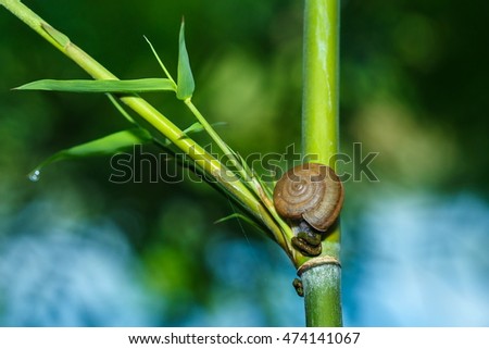 Snail - Snail in nature.