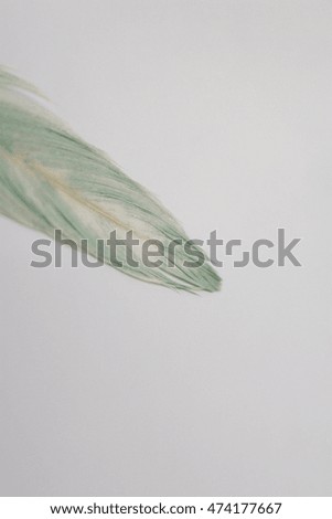 Beautiful colorful feather, close up