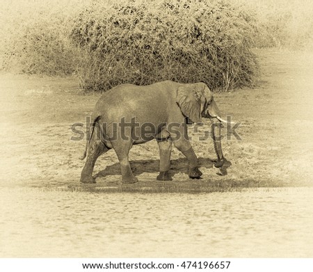 The elephant is on the banks of the Chobe river in national park Chobe, Botswana, South-Western Africa (stylized retro)