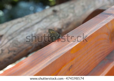 moth on the back of the bench