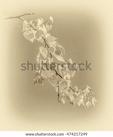 Autumn branch of a birch tree reflected in a pond (stylized retro)