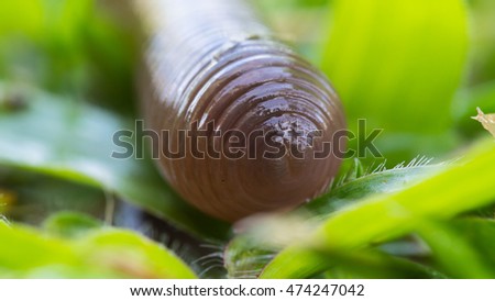 Earthworm Crawl on The Ground